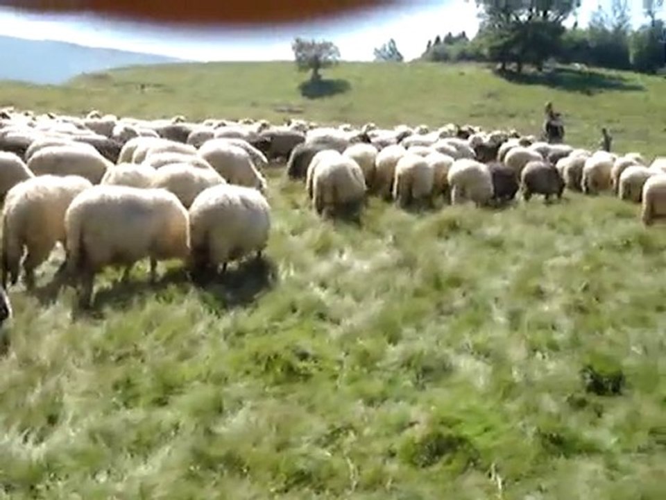 ON PART EGORGER LE MOUTON