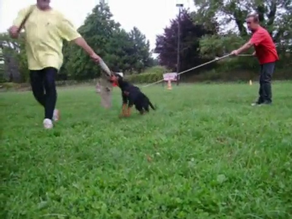 débourrage ring, beauceron 8 semaines