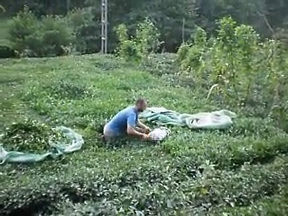 trabzon-sürmene-çamburnu