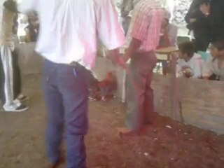 GALLOS DE PELEA, PARTIDO MEXICO CUATITLAN IZCALLI TONNY LUNA