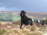 La chasse au tétras fait des émules dans les landes britanniques