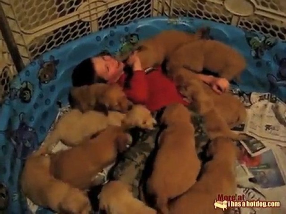 Drowning in Puppies!