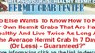 Hermit-Crab-Center | High Demand for Hermit Crab care inform
