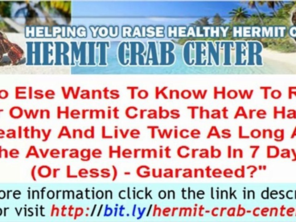 Hermit-Crab-Center | High Demand for Hermit Crab care inform