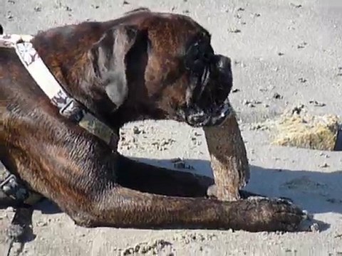 EWANE à la mer Aout 2010 - vol 1