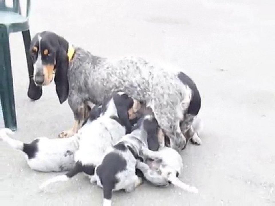 les petits glouton à 5 semaines