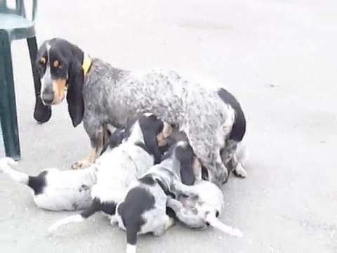 les petits glouton à 5 semaines