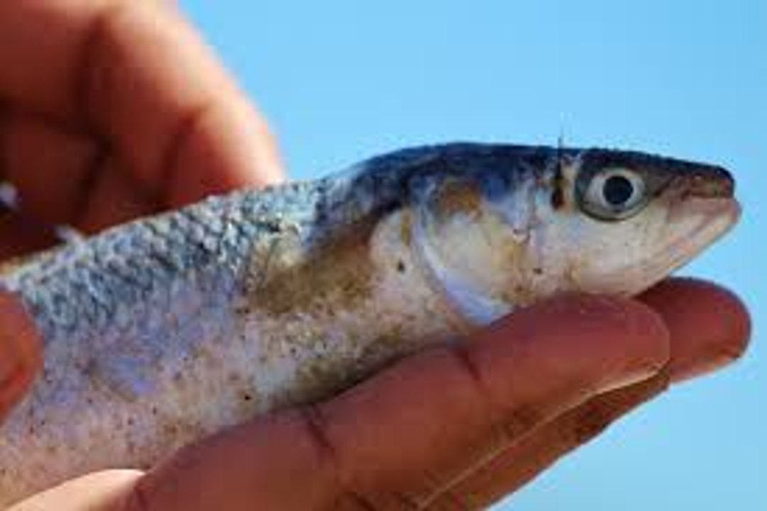 Comment saisir un poisson - peche - nature