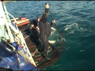 Up close and personal with great white sharks