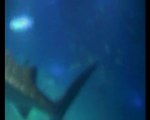 le kayukan (aquarium d'Osaka) (film-Sam au Japon 4/8)