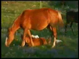 Hz. Süleyman'ın üstün ahlakı