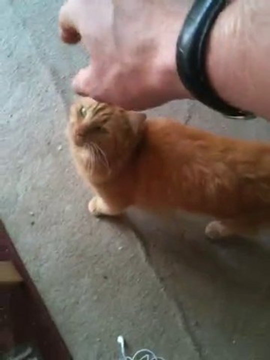 Ginger Cat test