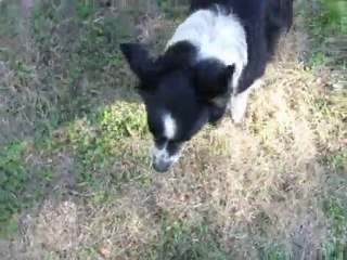 premier apprentissage youki et félibre