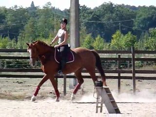 Océane, travail en licol