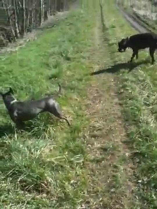 Staff Americain Aleria Et Vindetta