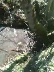 Ulk Et Aleria La Grognasse Lol