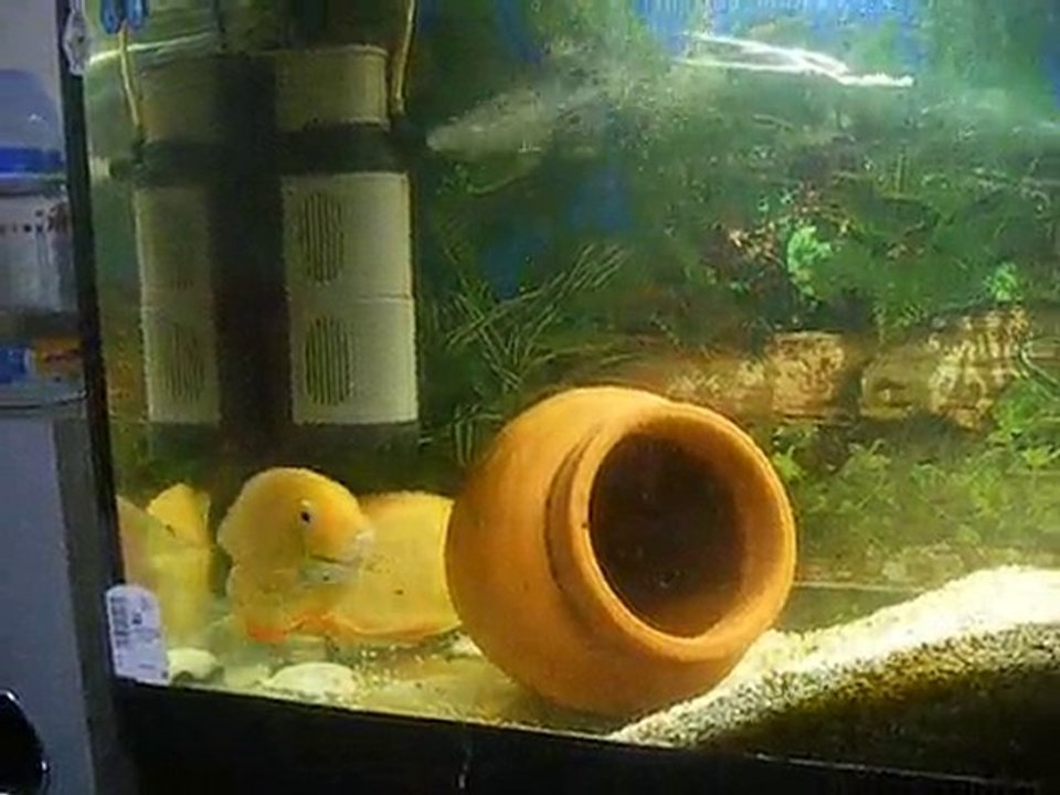 DSCF4938