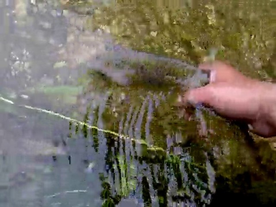 Remise à l'eau d'une superbe truite !