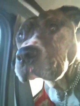 La Loire En Crue A Chatillon Sur Loire et Mon Staff Ulk