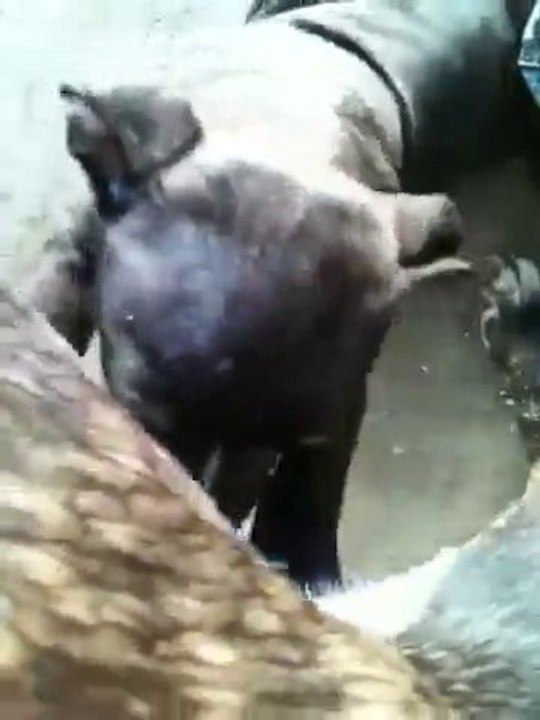 Staff Chiot De Vindetta Qui La Tete Avec Leur Yeux De Filou Mdr