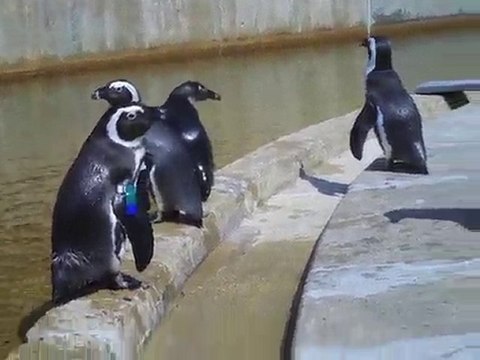 African Penguin Awareness Day