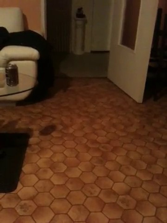 Staff Chiot De Vindetta