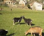 Marguerite et Biche : une grande amitié !