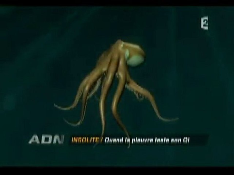 Quand la pieuvre teste son QI, un animal marin intelligent