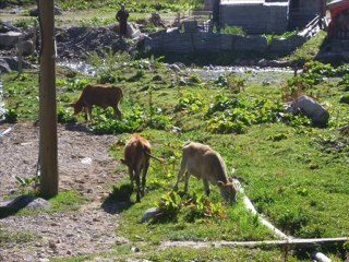 kavrun-sevduğum sigaranı-karmate