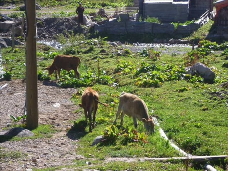 kavrun-sevduğum sigaranı-karmate