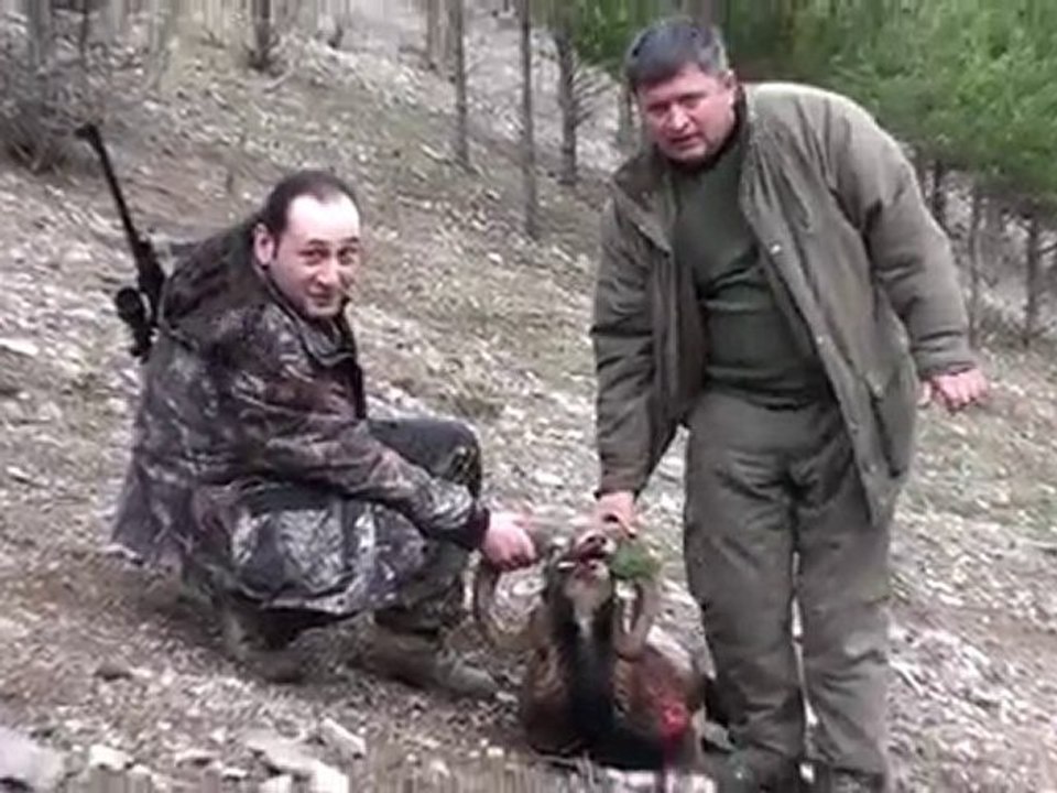 Mouflon Ram
