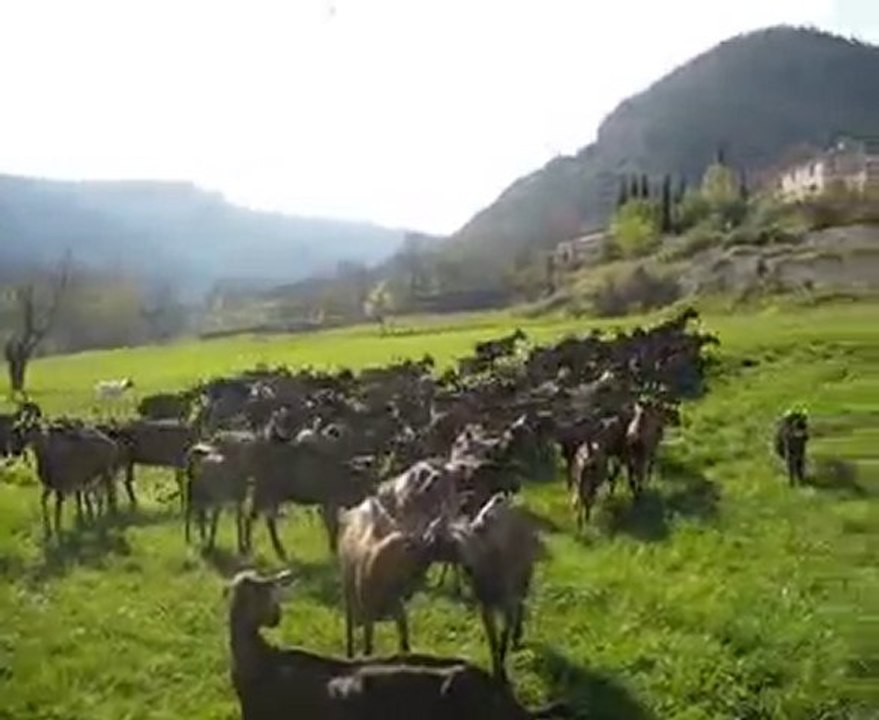 Excitation et galop du troupeau lors des premières sorties