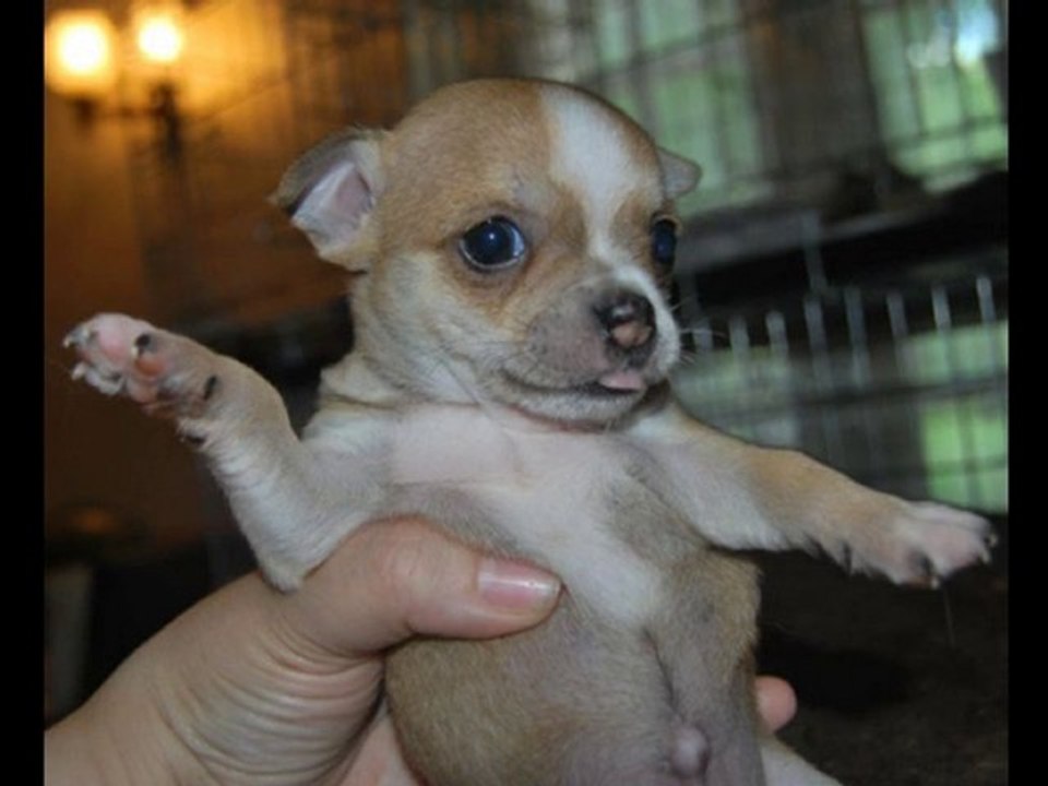 mes chihuahuas