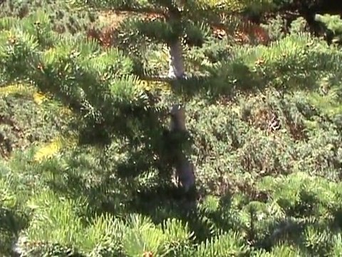 Bursa Uludağ Doğası - Bursa Uludag Nature