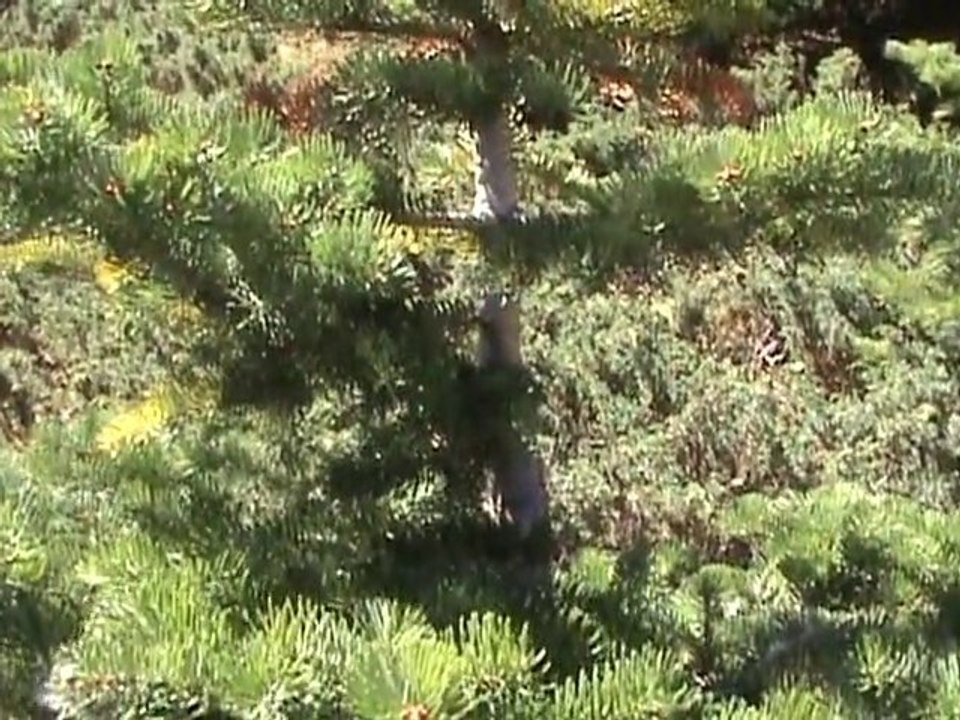 Bursa Uludağ Doğası - Bursa Uludag Nature