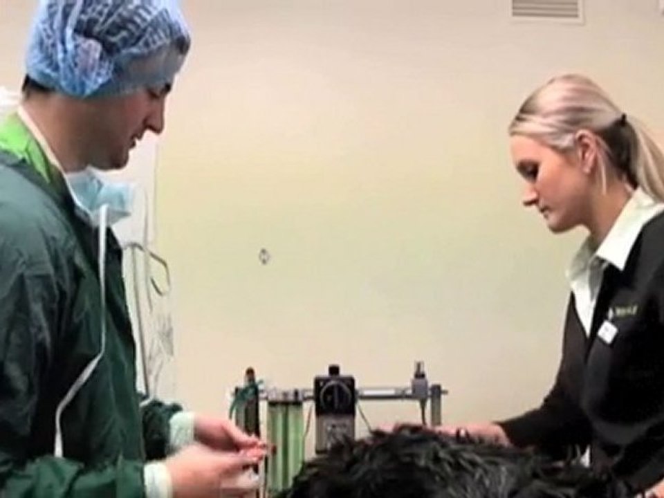 Vet Greenvale Greenvale Animal Hospital VIC