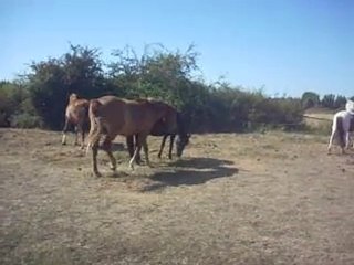 Rioline au galop dans le pré "ah ... je l'Aime .."