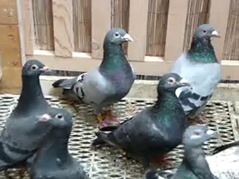 posta kümes video guvercinurfa.com