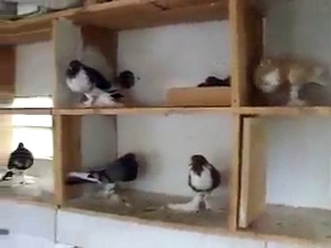 balon güvercini kümes video guvercinurfa.com