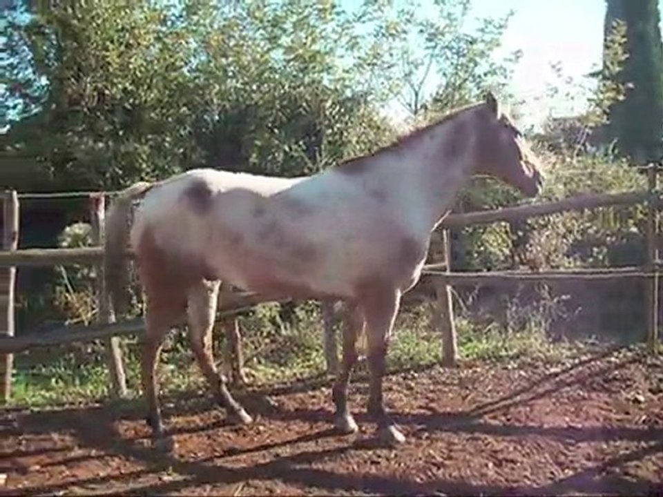 Jump dans le rond de longe