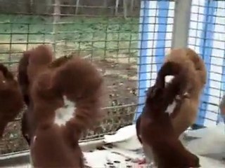 mantolu güvercin salma video www.guvercinurfa.com