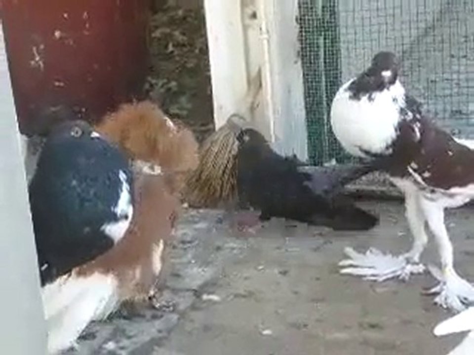 balon güvercin öterken www.guvercinrehberi.com