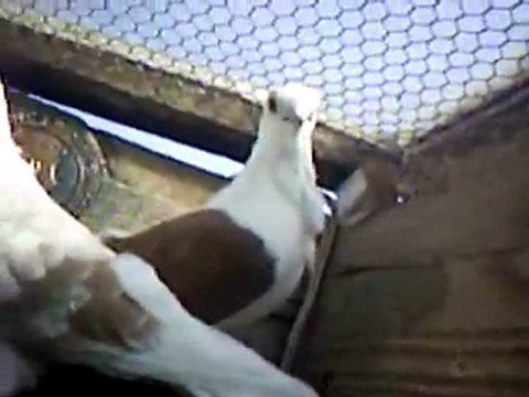 bango güvercin kümes içi video guvercinrehberi.com