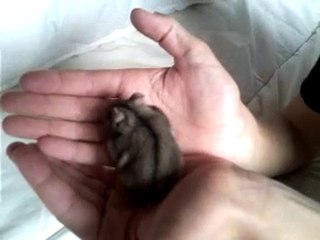 hamster russe