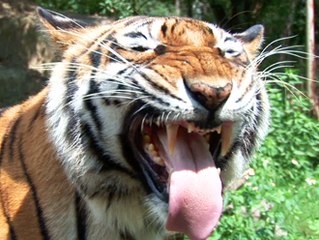 MEET OUR TIGERS! 2010 Year of the Tiger