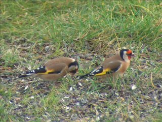 __ __ SALI TRACH KALBI _ HASSENE KRBICHE _ MAESTRO CHAABI _