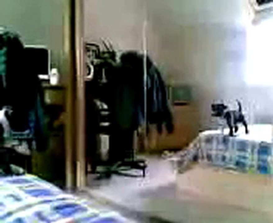 Staff Falco Chez Ses Maitres