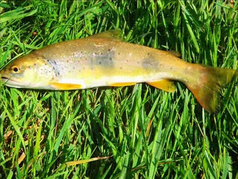 diaporama saisons truite 2010