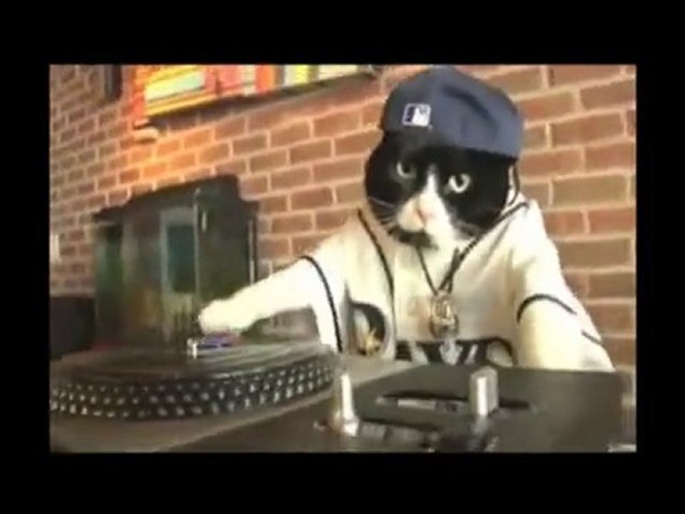 rap yapan kedi Dailymotion Video