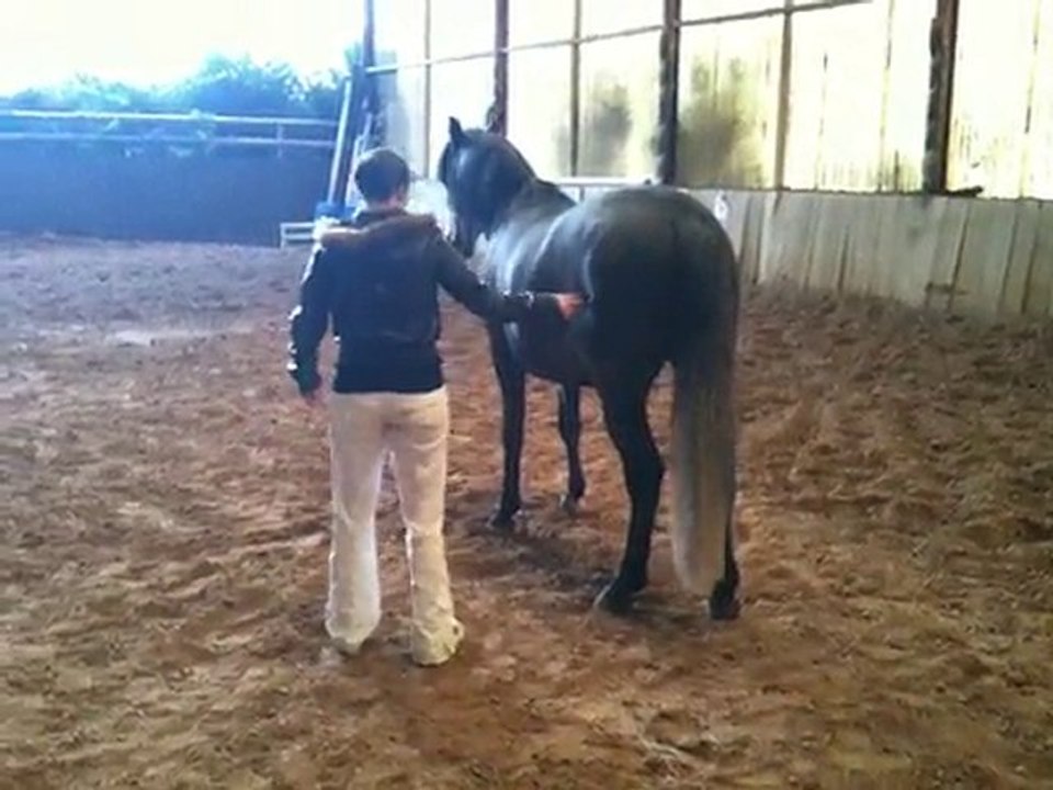 Travail au sol : jambettes et révérence ^^ !!!!